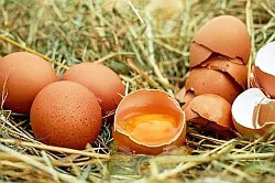 ungelegte Eier