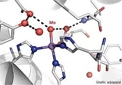 Superoxiddismutase