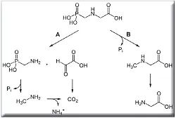 Abbau-Reaktionen von Glyphosat