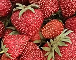 Erdbeeren